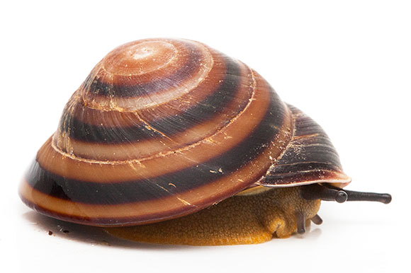 Caracolus sagemon ssp. Cuba typ 4 striped adult